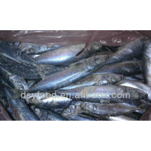 Gefrorene pacific mackerel